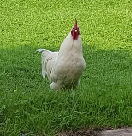Farm stay Agriturismo Cascina Argentera Caselle Torinese